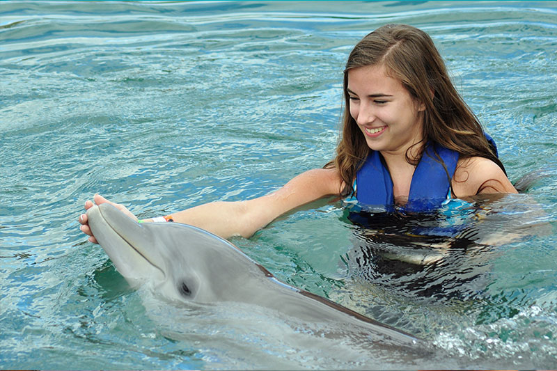 swimming with dolphins